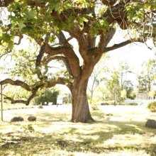When a Tree Falls: Giving Founder's Oak a Second Life When a Tree Falls: Giving Founder's Oak a Second Life